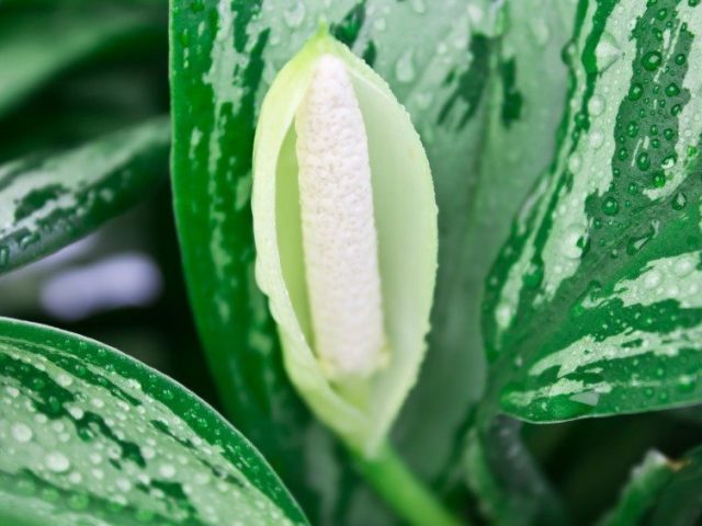 Aglaonema / Chinese Evergreen