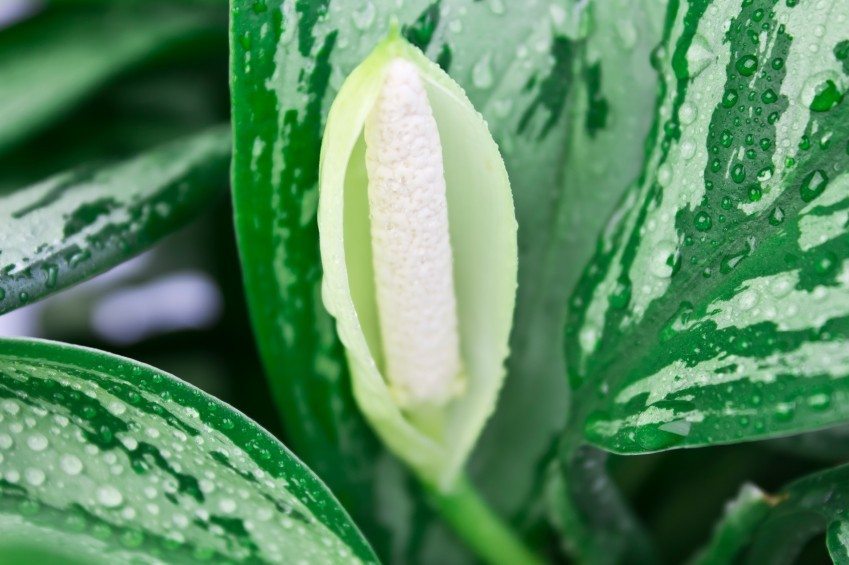 Aglaonema / Chinese Evergreen